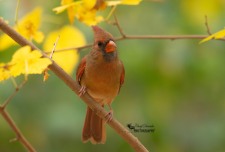 Female Cardinal