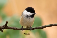 Black-capped Chickadee