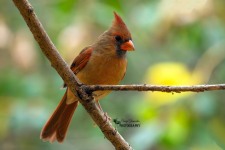 Female Cardinal