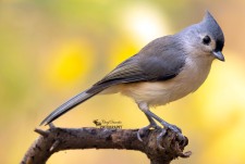 Tufted Titmouse