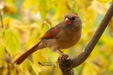 Female Cardinal