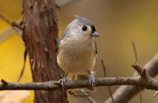 Tufted Titmouse