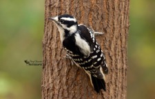 Downy Woodpecker