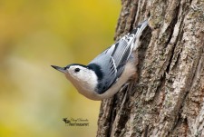 White Breasted Nuthatch