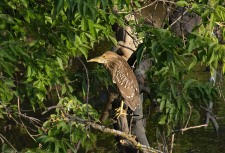 Juvenile Black-Crowned Night Heron
