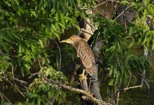 Juvenile Black-Crowned Night Heron