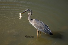 Great Blue Heron