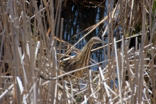 American Bittern