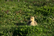 Baby Canada Goose