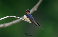 Barn Swallow