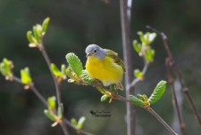 Nashville Warbler