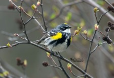 Yellow-rumped Warbler