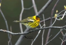 Cape May Warbler