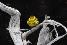 Cape May Warbler