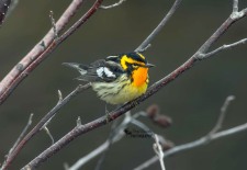 Blackburnian Warbler
