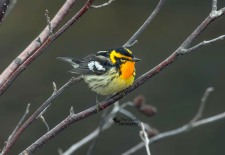 Blackburnian Warbler