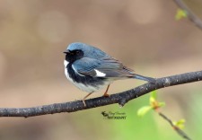 Black-throated Blue Warbler