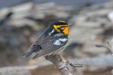 Blackburnian Warbler