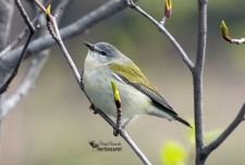 Tennessee Warbler