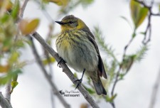 Cape May Warbler