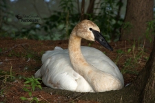 Trumpet Swan