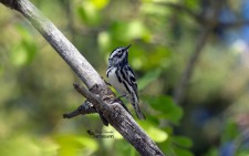 Black and White Warbler