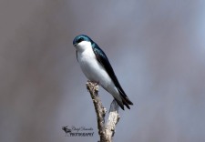 Tree Swallow