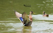 Female Mallard Wings