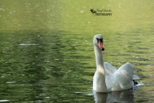 Mute Swan