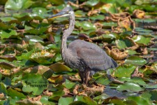 Great Blue Heron 