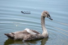 Adolescent Mute Swan