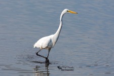 Great Egret