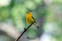 Prothonotary Warbler