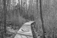 Sifton Bog