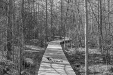 Sifton Bog