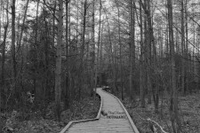 Sifton Bog