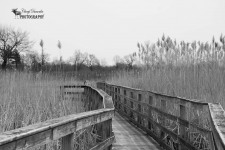 Rondeau Provincial Park