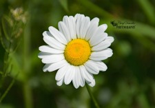 Daisy