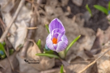 White and Purple Crocus