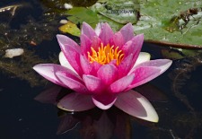 Waterlily