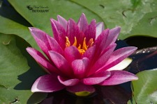 Waterlily