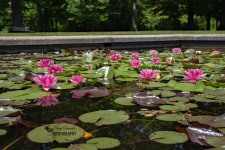Garden Pond with Waterlilies