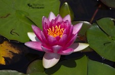 Waterlily