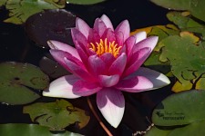 Waterlily