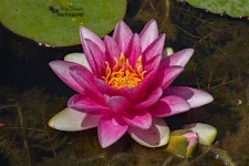 Waterlily