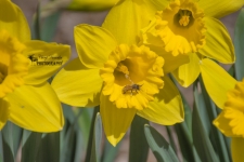 Daffodil