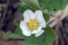 Bloodroot