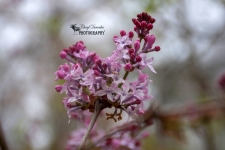 Lilac in Bloom