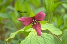 Red Trillium