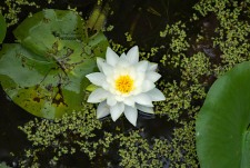 White Waterlily